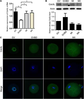 Cell Division Cycle 5-Like Regulates Metaphase-to-Anaphase Transition in Meiotic Oocyte